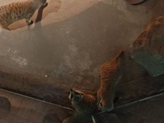 -绿色星球动物主题公园