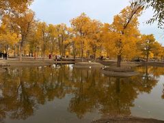 -金塔沙漠胡杨林景区