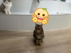 -COLOR PETS 撸猫馆·购猫·猫咖(长风大悦城店)