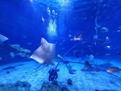 -烟台海昌鲸鲨海洋公园