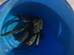 -海盗餐厅