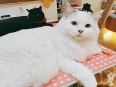 -滚猫咖啡·猫咖·猫友好撸猫(未来城店)