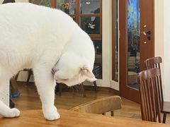 -有猫主题·治愈系猫咖(曾厝垵店)