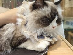 -藏猫猫咖啡主题馆(中央大道店)