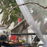 重庆旅游 | 北仓文创街区，鹦鹉陪我下午茶