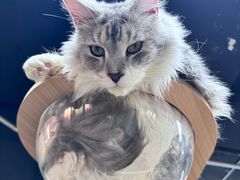 -蓝鲸·缅因猫舍