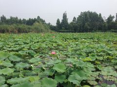 -三圣花乡旅游区