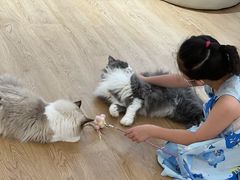-1013 PET SHOP精品宠物商店(丁香店)