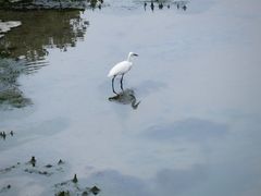 -北海金海湾红树林生态旅游区