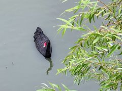 -北京麋鹿生态实验中心