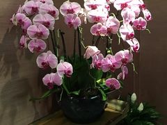 -华夏良子·足道SPA艾灸(王府井店)