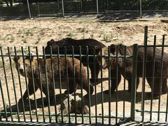 -秦皇岛野生动物园