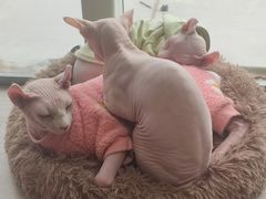 -藏猫猫咖啡主题馆(中央大道店)