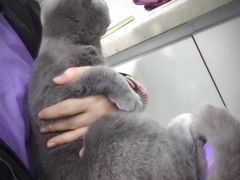 -伟伟宠物医院·瑞派猫友好医院·猫科(光谷店)