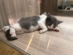 -飞行喵MR PILOT|猫舍·猫咖(静安大融城店)