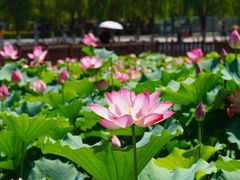 -莲花池公园