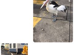 -悉尼鱼市场