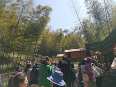 -宁波浙东大竹海景区
