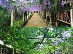 -呀路古热带植物园