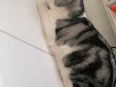 -北京恒爱动物医院(清景园分院)