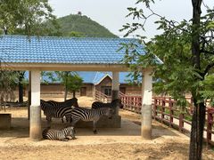 -石家庄市动物园