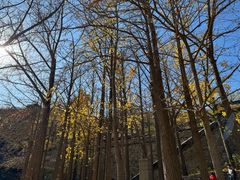 -阳台山自然风景区