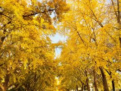 -三里屯东五街银杏大道