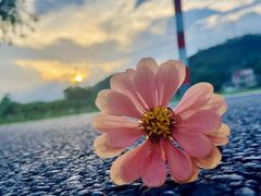 -广东花都香草世界旅游度假区