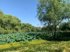 -西安浐灞国家湿地公园