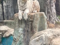 -灵玲国际马戏城