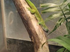 -上海大自然野生昆虫馆(东方明珠·爬宠昆虫探索中心)