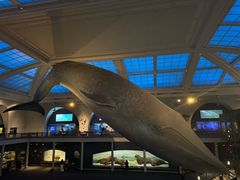 -美国自然历史博物馆