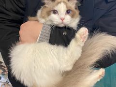 -Bastet sally猫舍购宠(静安店)