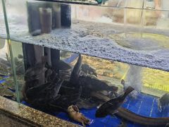 -乔家小院•非遗驴肉•本地小海鲜(滨河路店)
