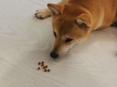 -浣熊柯尔鸭土拨鼠·电玩咖