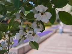 -石家庄市植物园