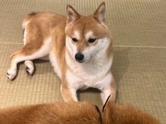 -逗柴咖啡屋·狗咖猫咖宠物桌游