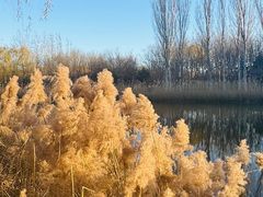 -大兴滨河森林公园