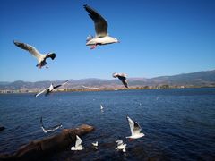 -阿斯牛牛十二餐厅•四季餐厅(民族大道店)