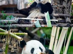 -灵玲国际马戏城