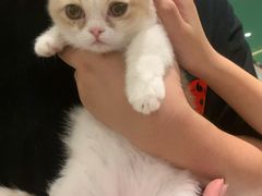 -飞行喵MR PILOT|猫舍·猫咖(静安大融城店)