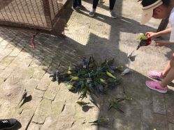 -上美四季动物农场