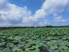-荷塘月色湿地公园·向阳花洲