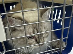 -瑞派动物医院·猫专科·至诚(江南中分院)