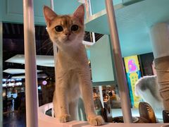 -猫小院猫主题餐厅(三里屯店)