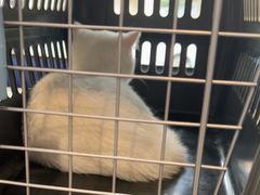 -伟伟宠物医院·CT影像中心·瑞派犬猫综合性门诊(汉口总院)