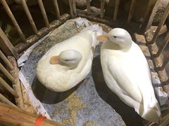 -馬蘭花開(车站大道店)