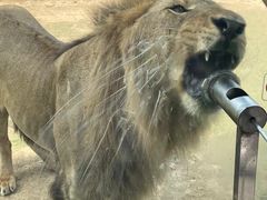 -西霞口神雕山野生动物世界