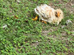 -秦䩊会·陕西biangbiang面(畹町路店)