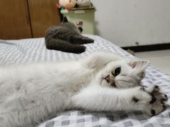 -可蒙动物医院·猫科·骨科中心(首义路店)